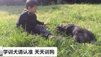 狗野兔视频,一场惊心动魄的追逐战